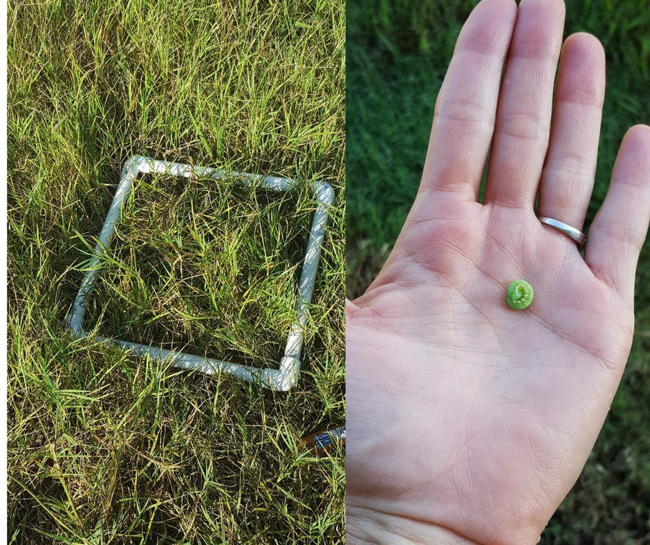 a square made out of PVC pipe lying in grass and a hand with a small curled up armyworm